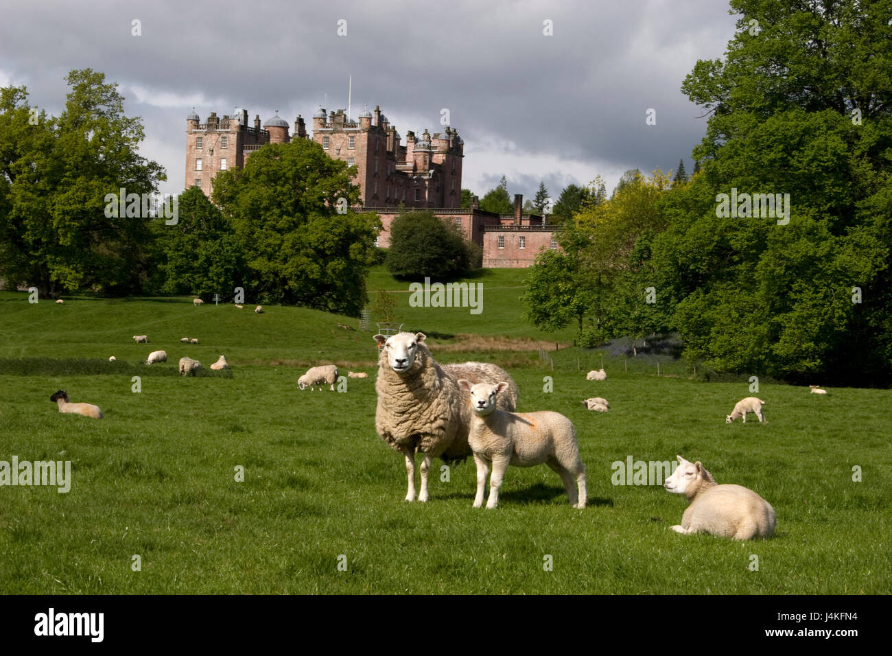 sheep & lambs grazing in grounds of Drumlanrig Castle, Dumfries & Galloway, Scotland Stock Photo