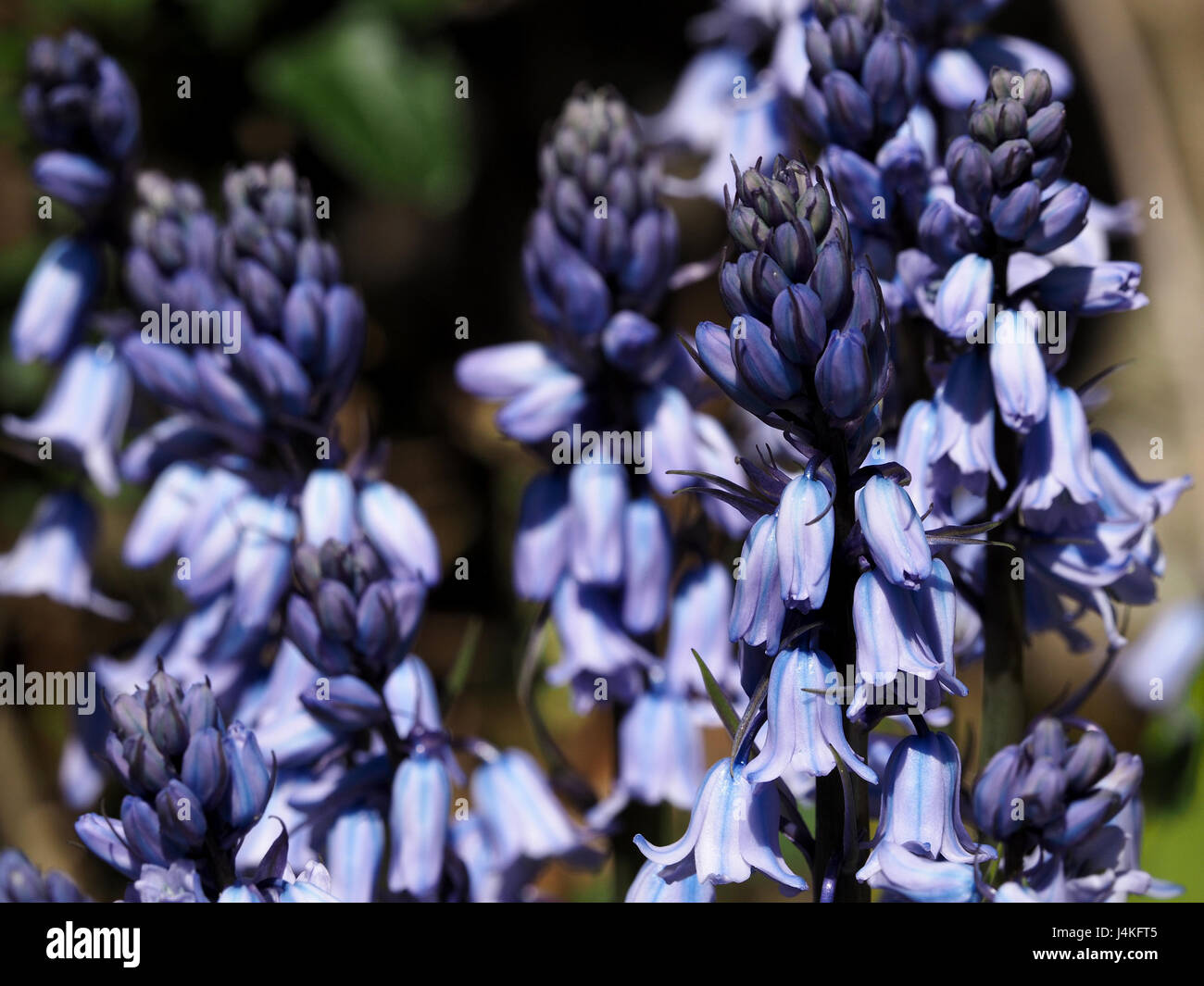 Close-up of English Bluebells (Hyacinthoides non-scripta) in Cumbria, England UK Stock Photo