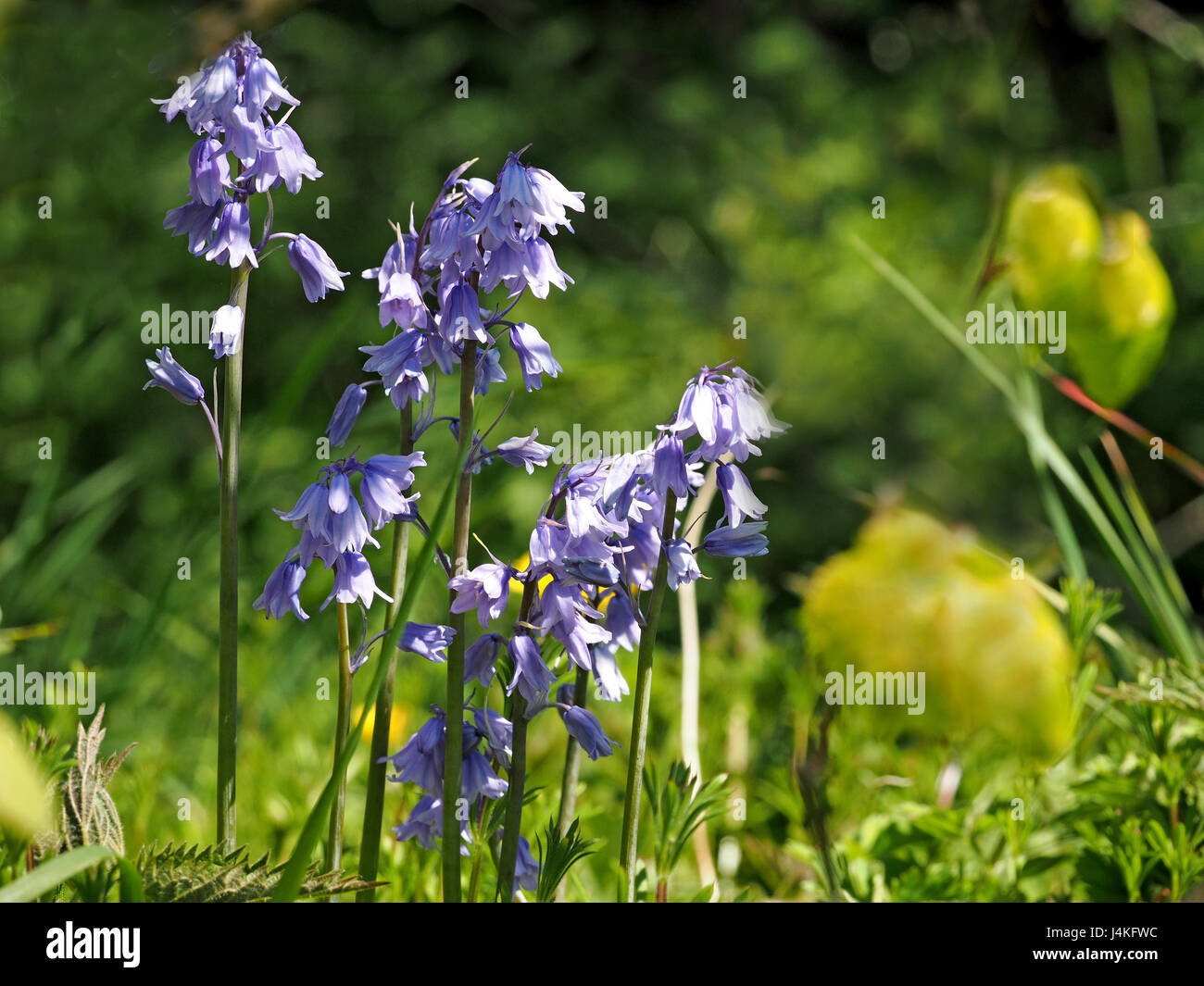 woodland group of wild blue English bluebells (Hyacinthoides non-scripta) in wildflower glade in Cumbria, England UK Stock Photo