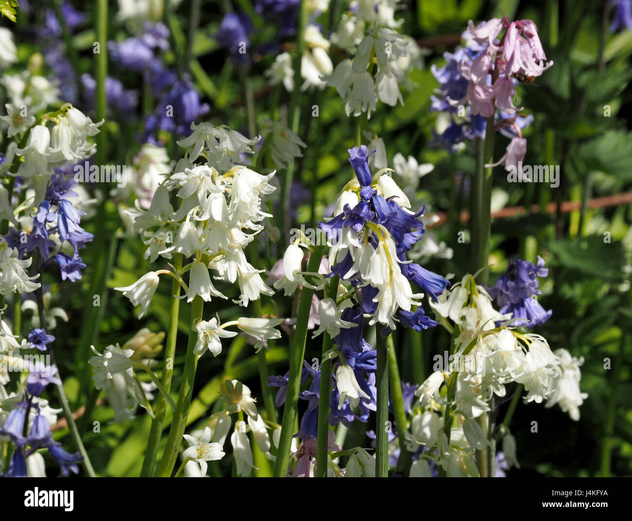mixed woodland group of wild blue white and pink bluebells (Hyacinthoides non-scripta) in Cumbria, England UK Stock Photo