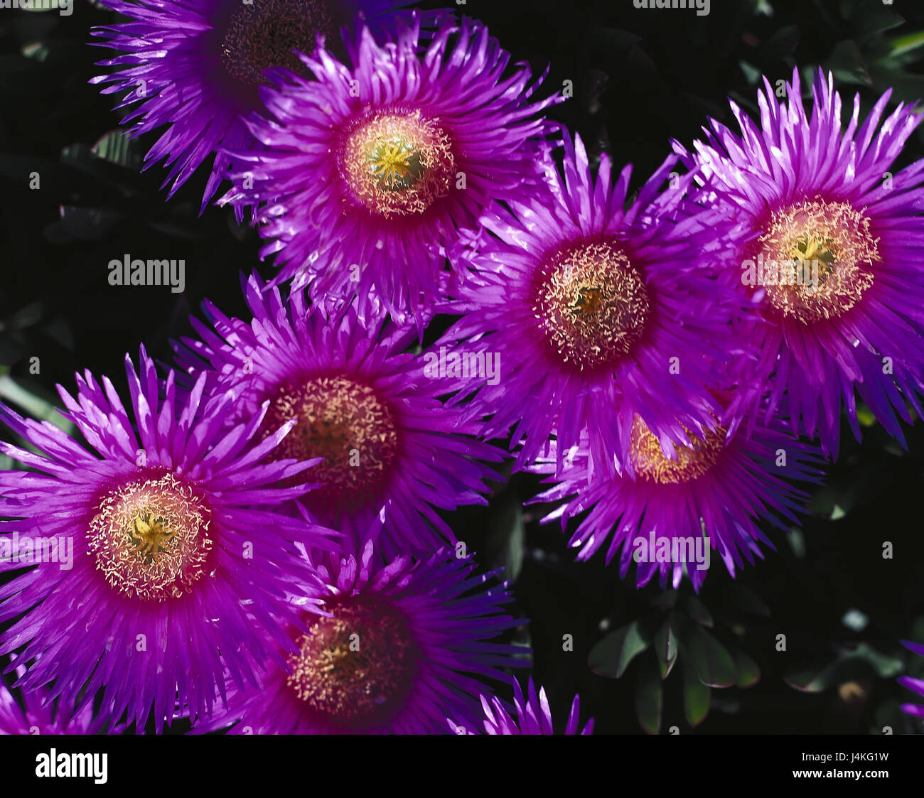 Midday flowers, Mesembryanthemum spec., detail, blossoms verbena plant, midday flower, flower, blossom, mauve Stock Photo