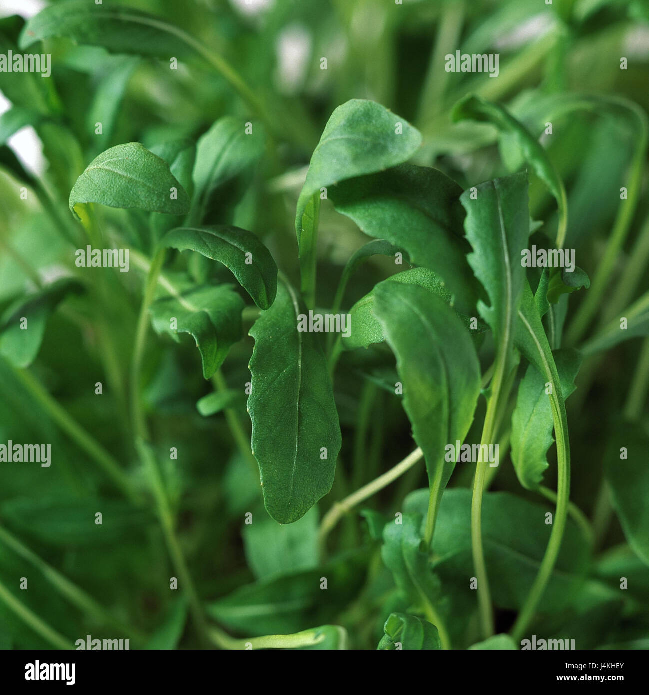 Salatrauke, Rucola spec., detail, leaves salad, RAUKE, Eruca vesicaria