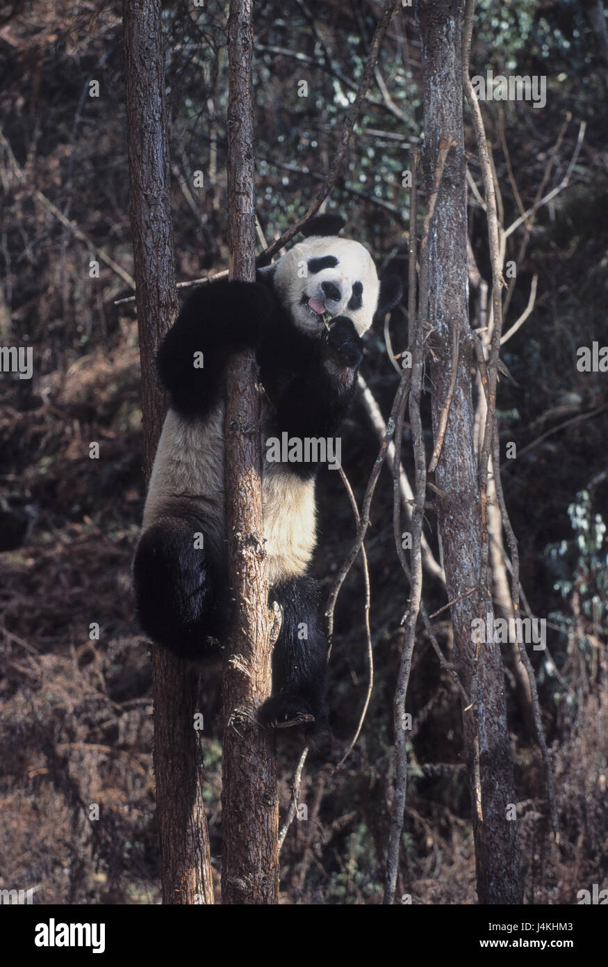 Wood, tree, big panda, Ailuropoda melanoleuca, ingestion animal world