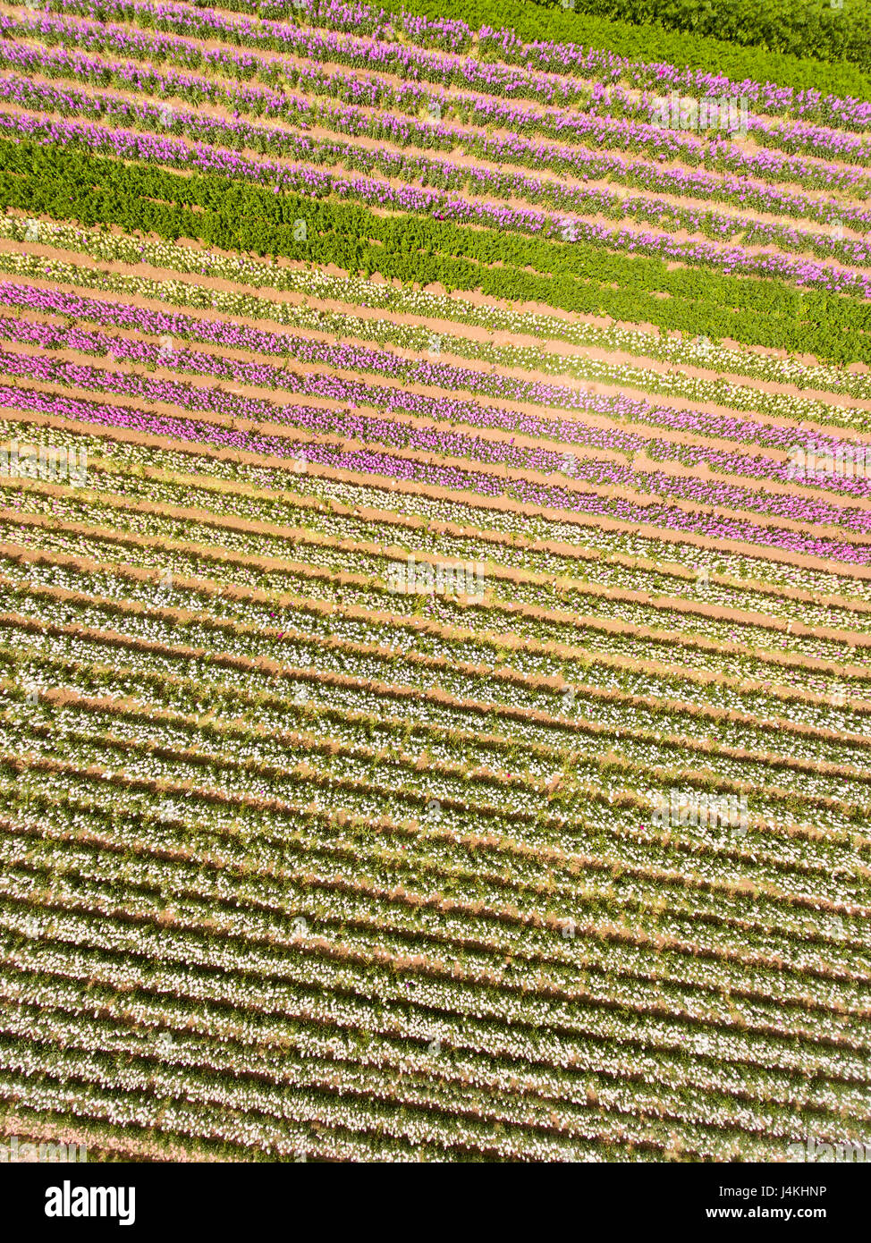 aerial of commercial flower fields, Lompoc, California Stock Photo