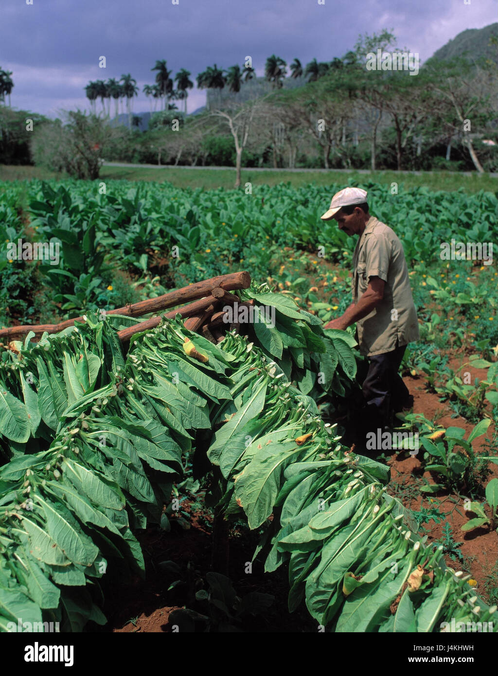 Cuba, Pinar del Rio, Vinales, tobacco plantation, pawn, tobacco harvest Cuba,  economy, tobacco annex, tobacco industry, tobacco field, tobacco, harvest  Stock Photo