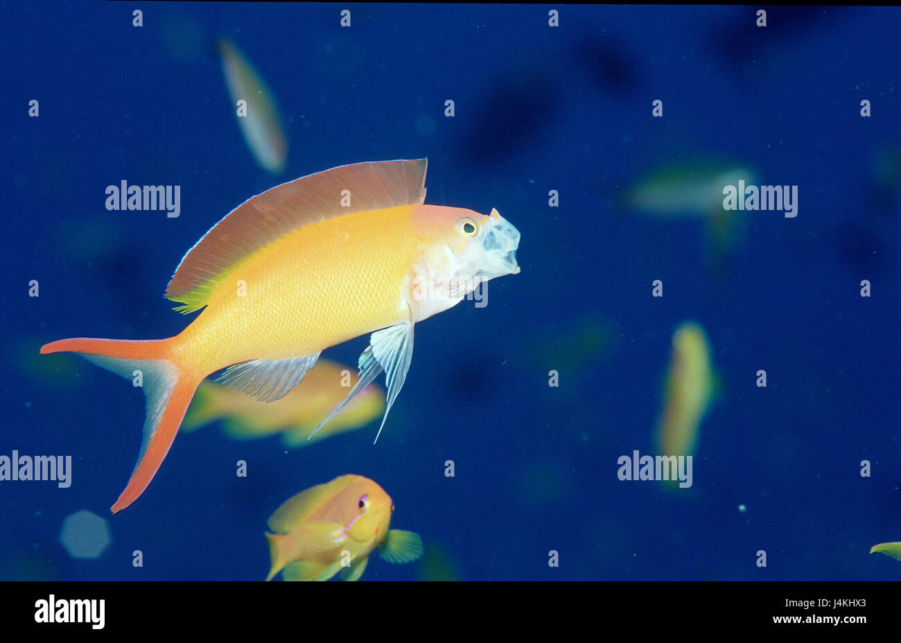 Flag perch, Pseudanthias ignitus Stock Photo