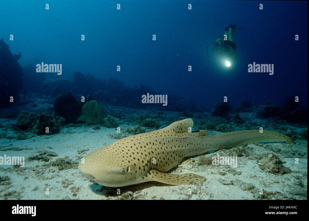 Leopard's shark, Stegostaoma varium, diver Stock Photo