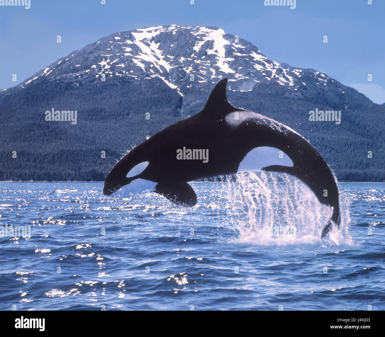 Coast, sea, killer whale, Orcinus orca, crack animals, wild animals, water  animals, whale, Orca, toothed whale, mammal, scab whales, water, jump Stock  Photo - Alamy