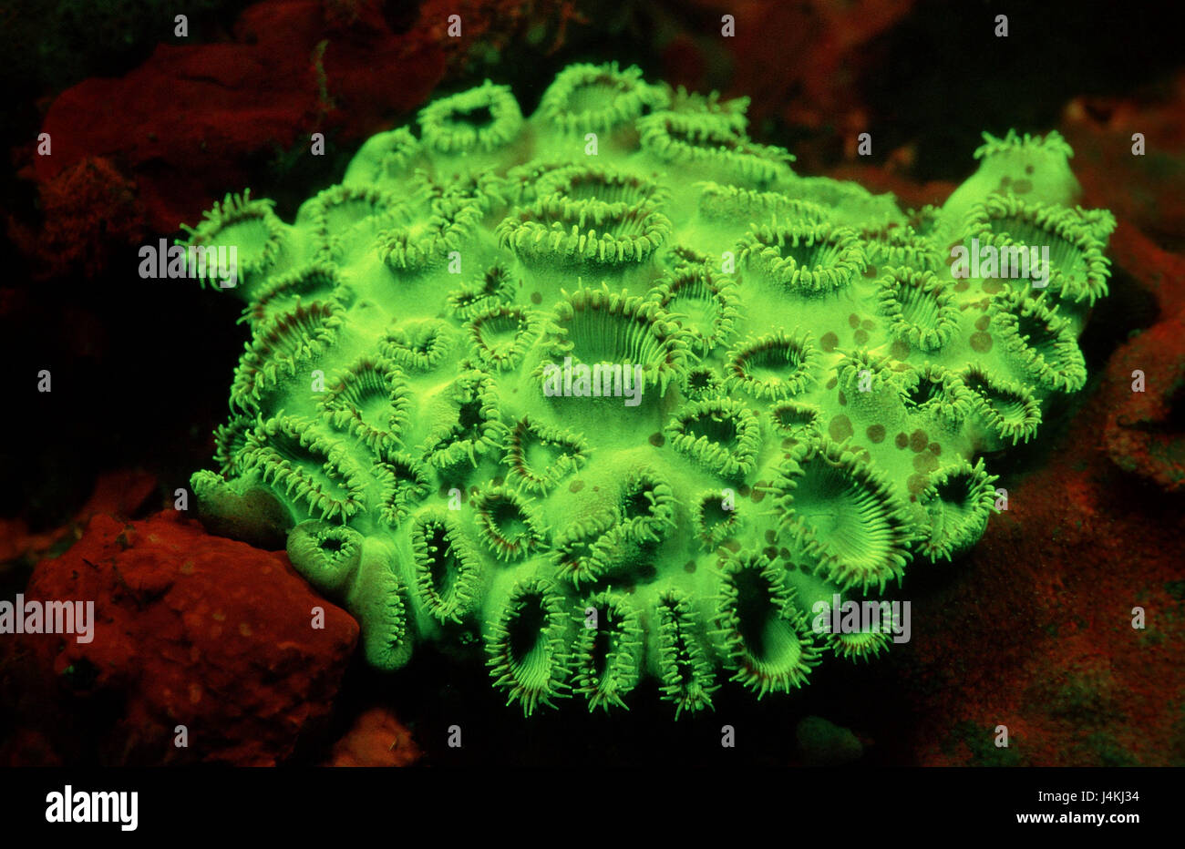 Fluorescent corals-crust anemone, Palythoa tuberculosa Stock Photo