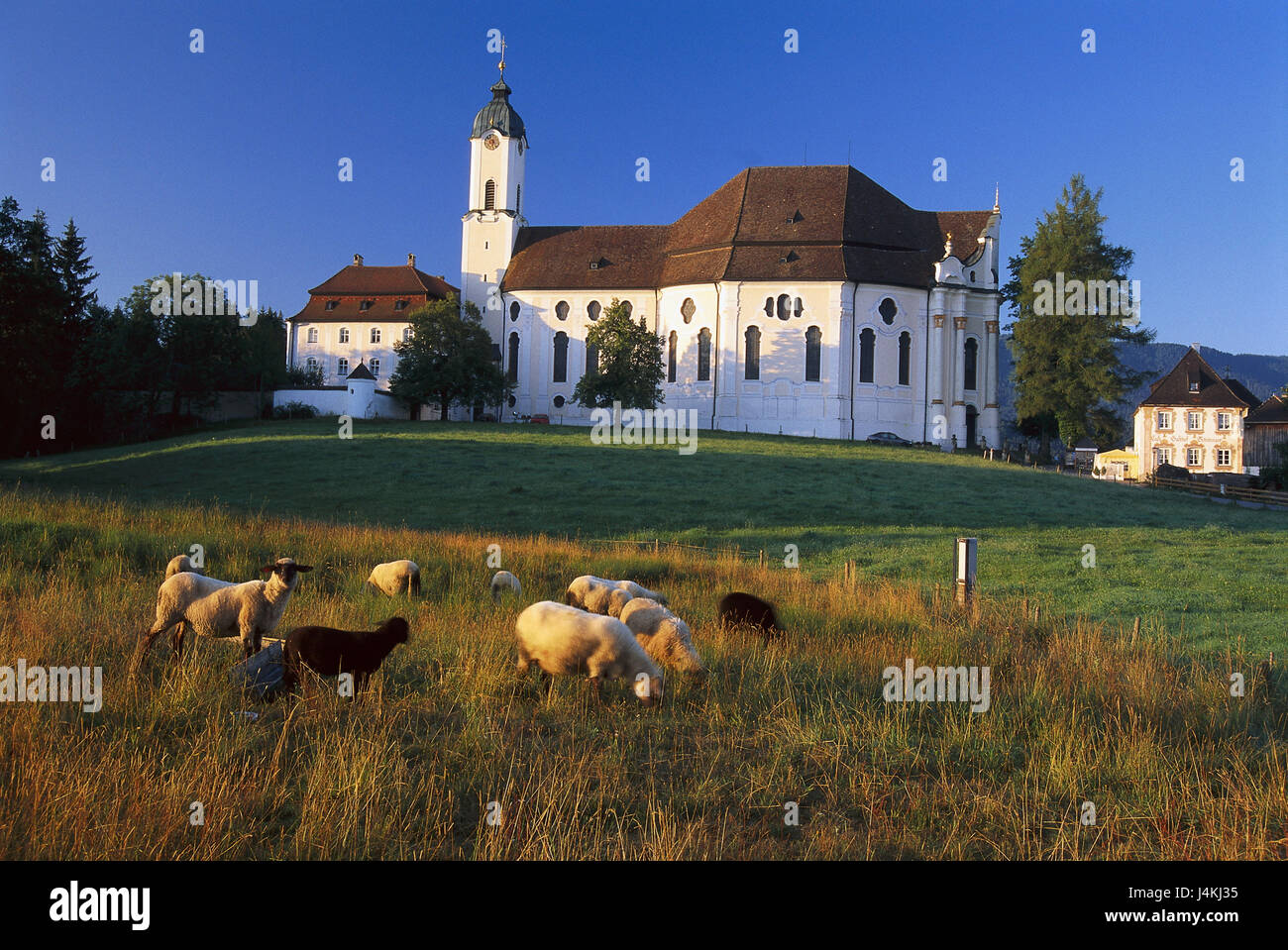 Germany, Bavaria, priest's angle, Wieskirche, meadow, sheep, eat Europe, Upper Bavaria, pilgrimage church to the castigated Savior on the showing, church, parish church, church, faith, religion, Christianity, structure, architecture, architectural style, builds in 1745-54, architect Dominiku Zimmermann, UNESCO-world cultural heritage, landmark, place of interest, pasture, mammals, benefit animals, cattle, cattle economy, keeping of pets, appropriate to the species, agriculture Stock Photo