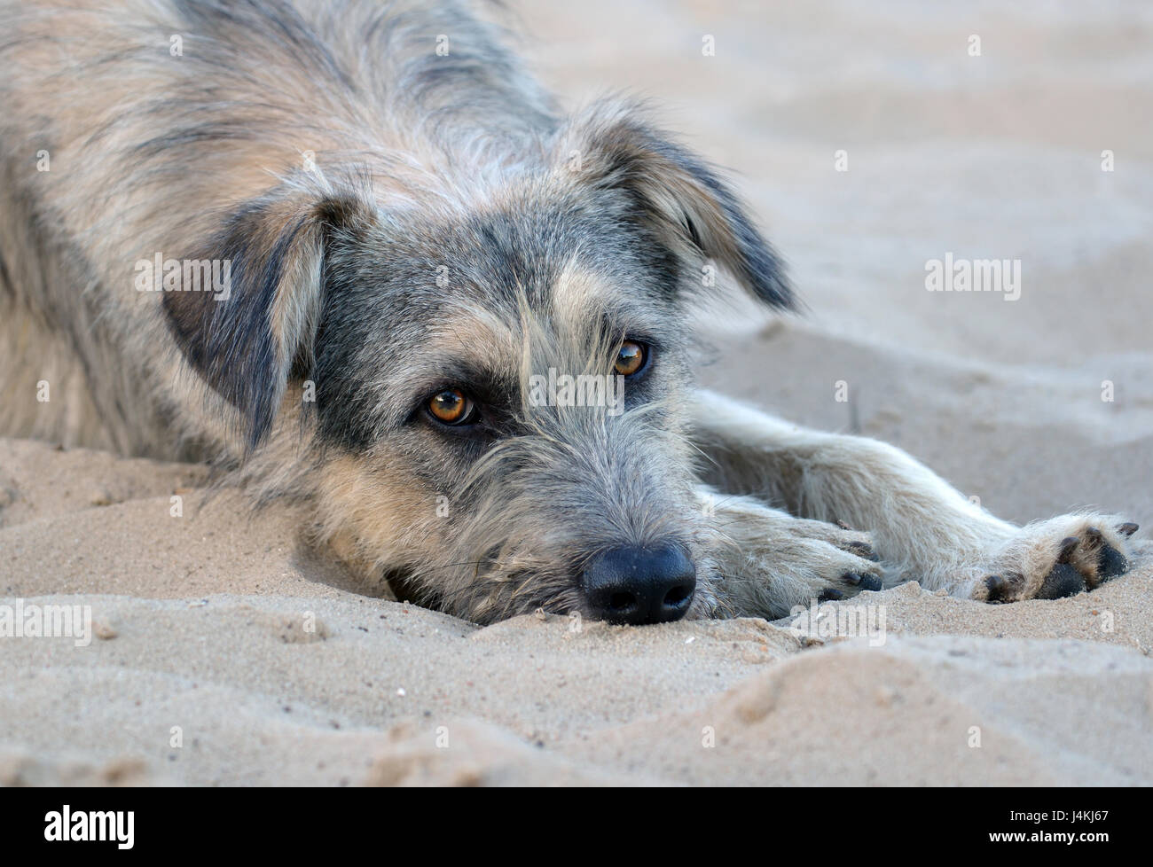 Lone stray dog lies on the sand on a deserted beach Stock Photo - Alamy