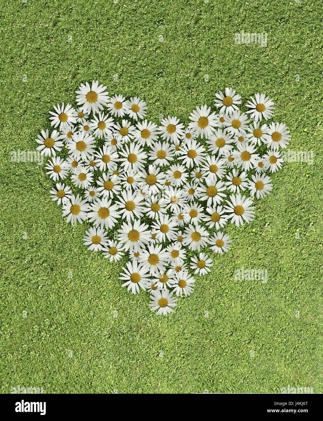 Meadow, heart, margin rite blossoms, conception, idea, icon, love, dear proof, flower blossoms, flowers, heart form, heart-shaped, flower blossoms, affection, Valentinstag, flower heart, declaration of love, feeling, falls in love, Stock Photo
