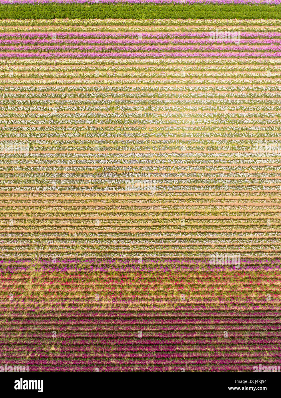 aerial of commercial flower fields, Lompoc, California Stock Photo