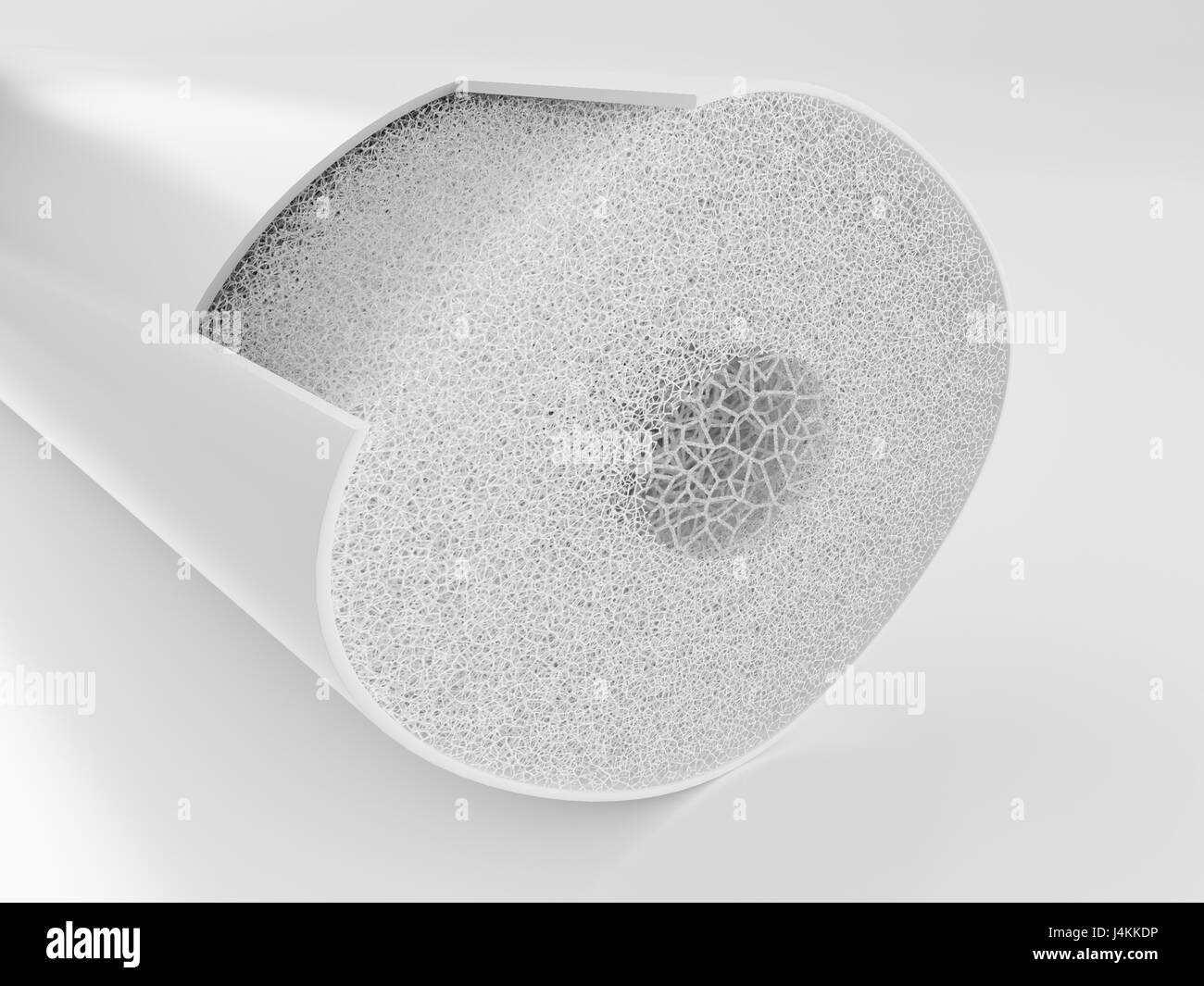 Human bone cross section hi-res stock photography and images - Alamy