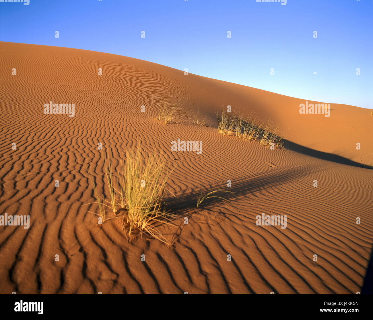 Morocco, Sahara, erg Chebbi, dune, grass Africa, close Merzouga, desert, Sand desert, dunes, Sand, Rippelmarken, vegetation, blades of grass, modestly, humble, dryness, heat, dryness, water shortage, life-hostilely, remotely, deletes, loneliness Stock Photo