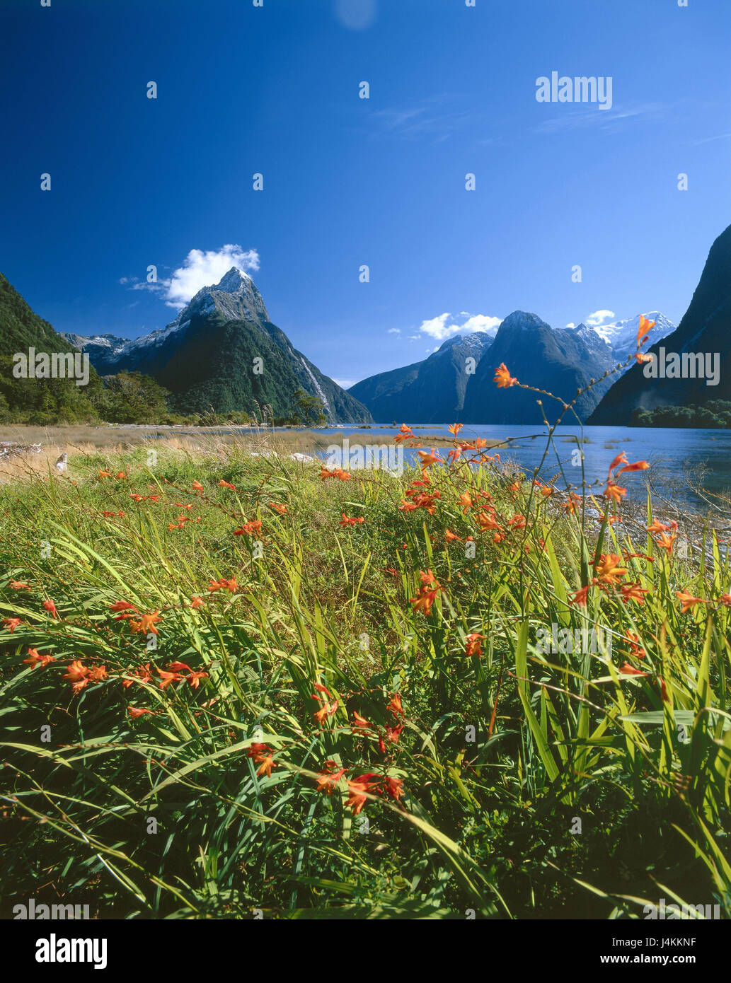 New Zealand, south island, fjord country national park, Mitre Peak, shore, vegetation New Zealand, mountain landscape, mountain, mountains, coast, fjord, lakeside, plants, flowers, nature destination, place of interest, rest, silence, Idyll Stock Photo