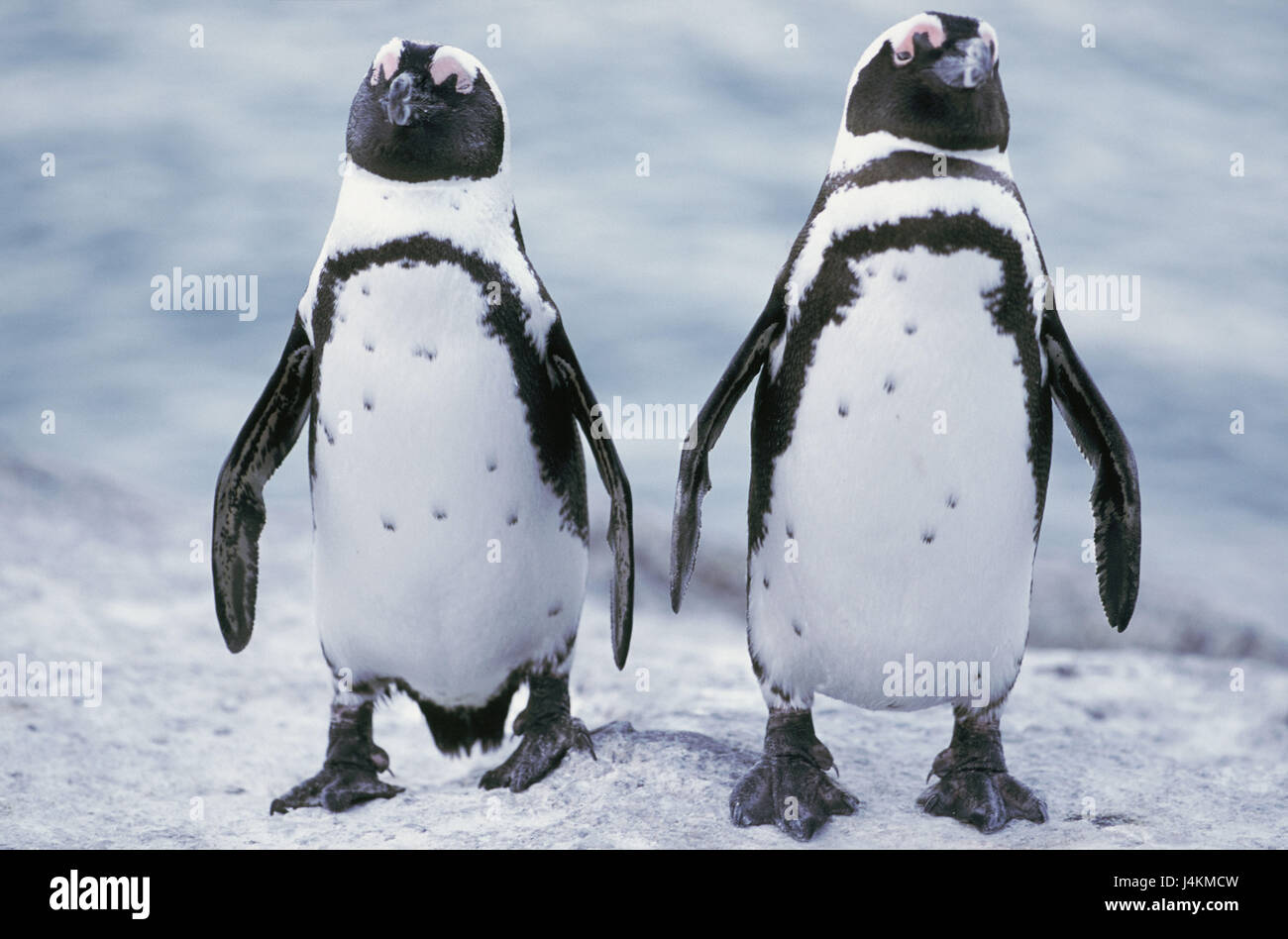 Glass penguin hires stock photography and images Alamy