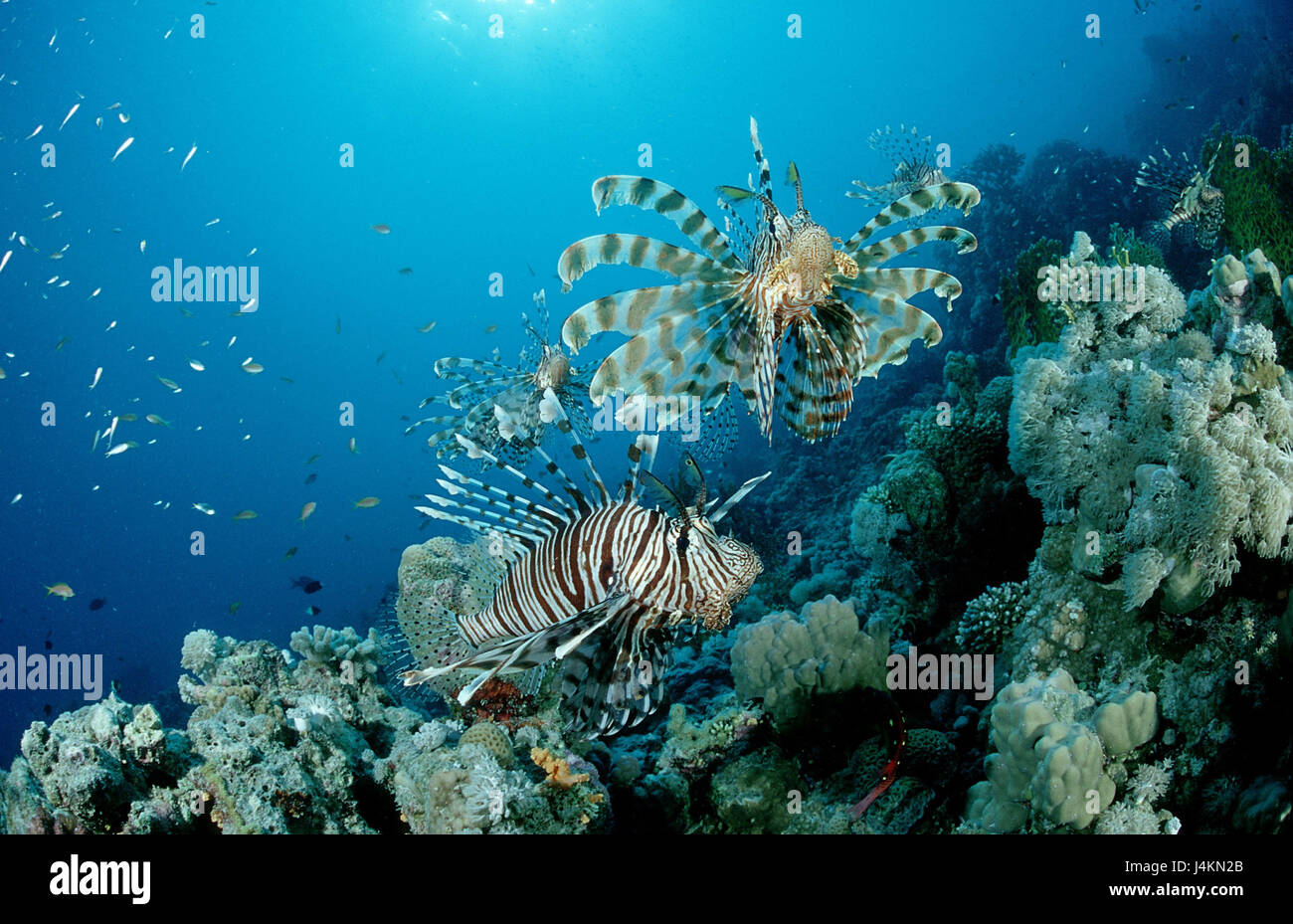 Red fire fish, Pterois volitans, coral reef, scorpion fishes, scorpion's fish, sea scorpions, Scorpaenidae, Stock Photo