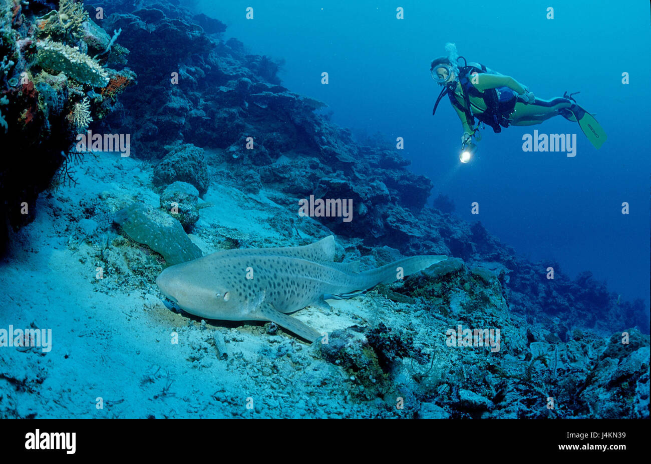 Leopard's shark, Stegostaoma varium, diver Stock Photo