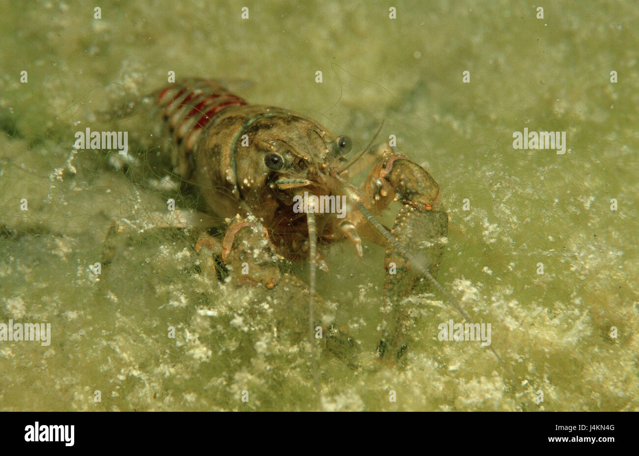 Crayfish, Astacus astacus Stock Photo