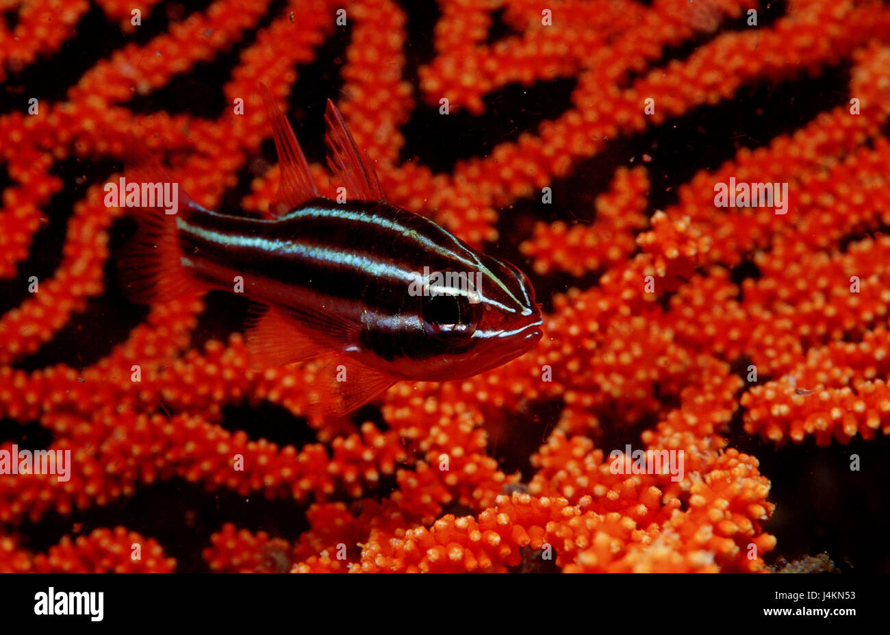 Black cord cardinal's fish, Apogon nigrofasciatus, coral Stock Photo