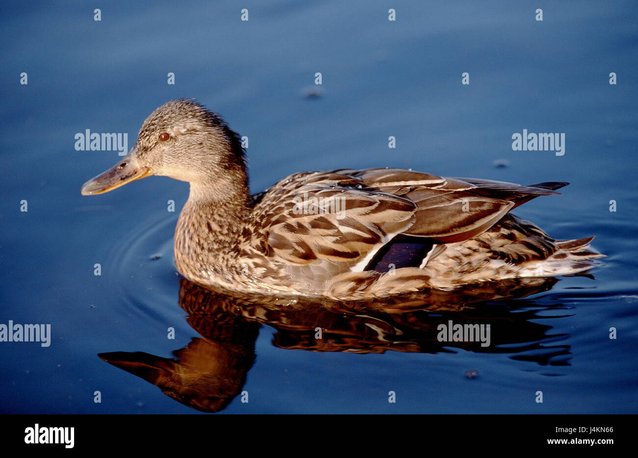 Anatinae anas hi-res stock photography and images - Alamy