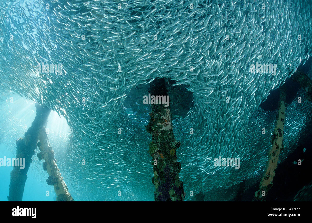 Glass fish, Parapriacanthus wooden jetty Stock Photo Alamy