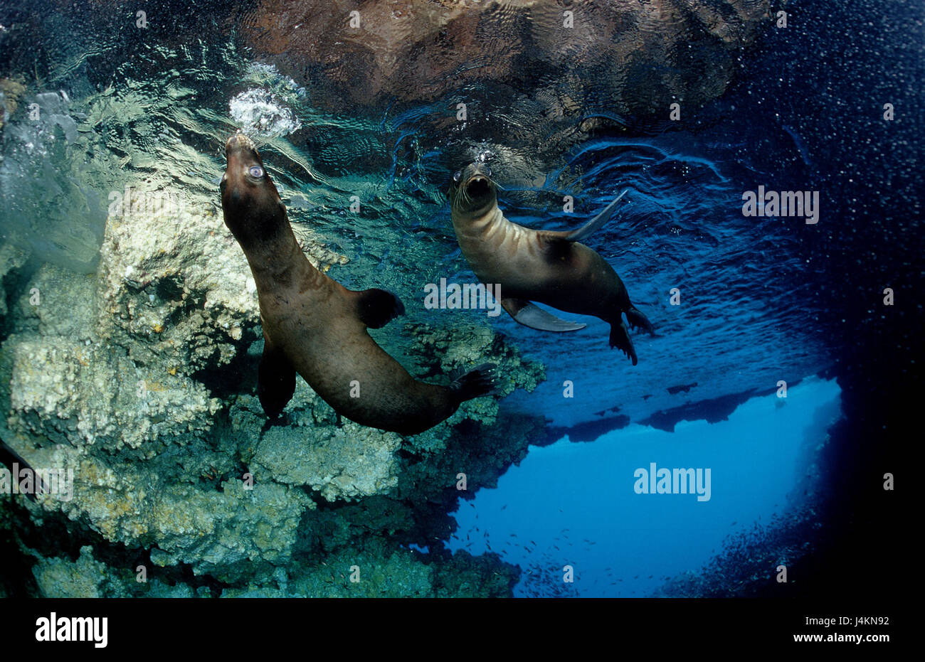 Galapagos sea lions, Zalophus wollebaeki Stock Photo - Alamy