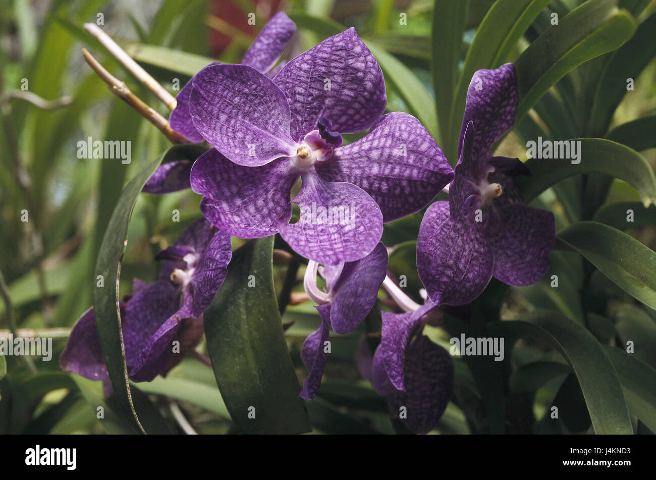 Sri Lanka, Kandy, botanical garden, house of the orchids, orchid