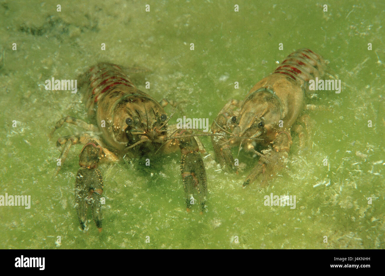two crayfishes, Astacus astacus, in pairs, Stock Photo