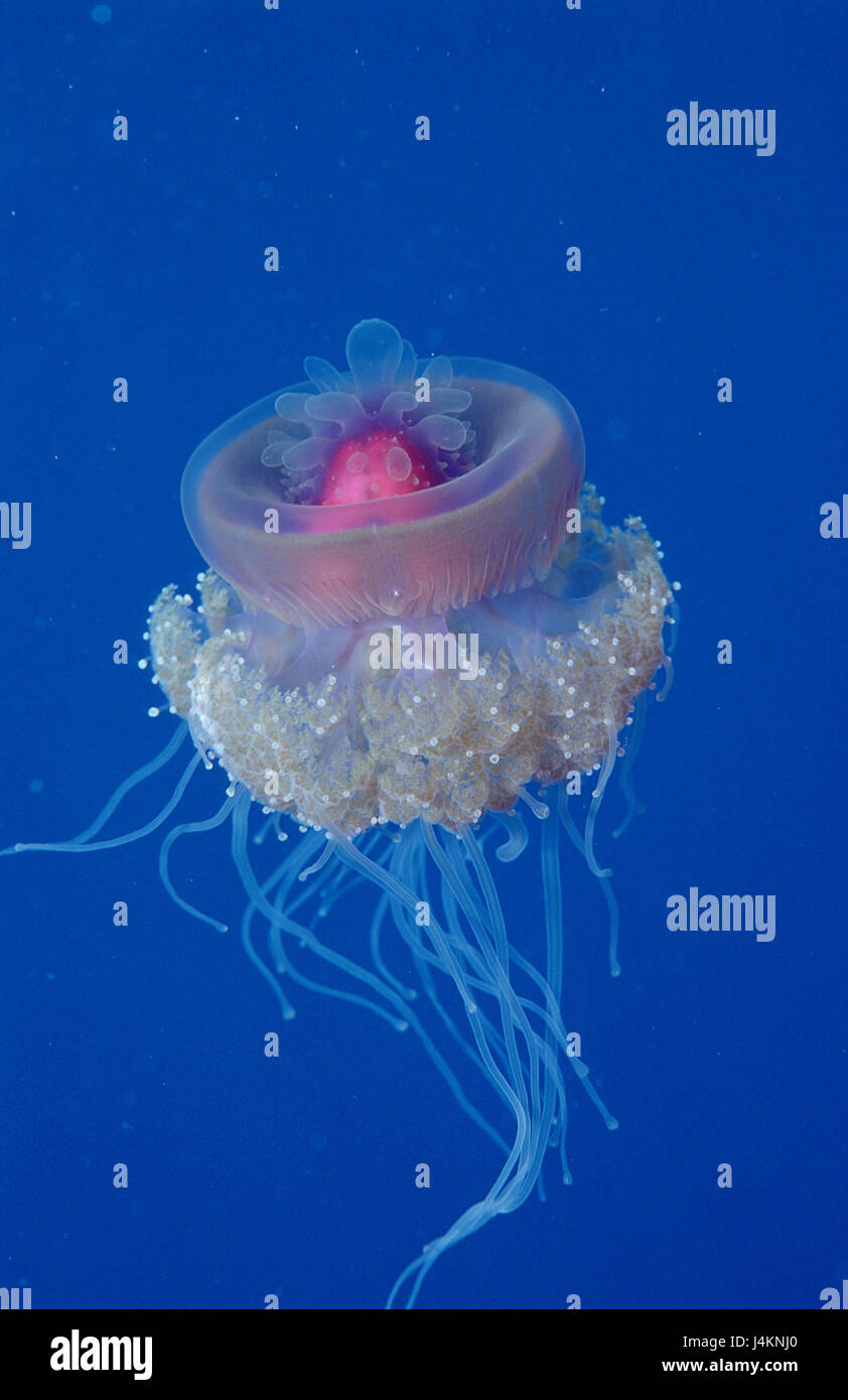 Crown jellyfish, net rust granny setouchina Stock Photo