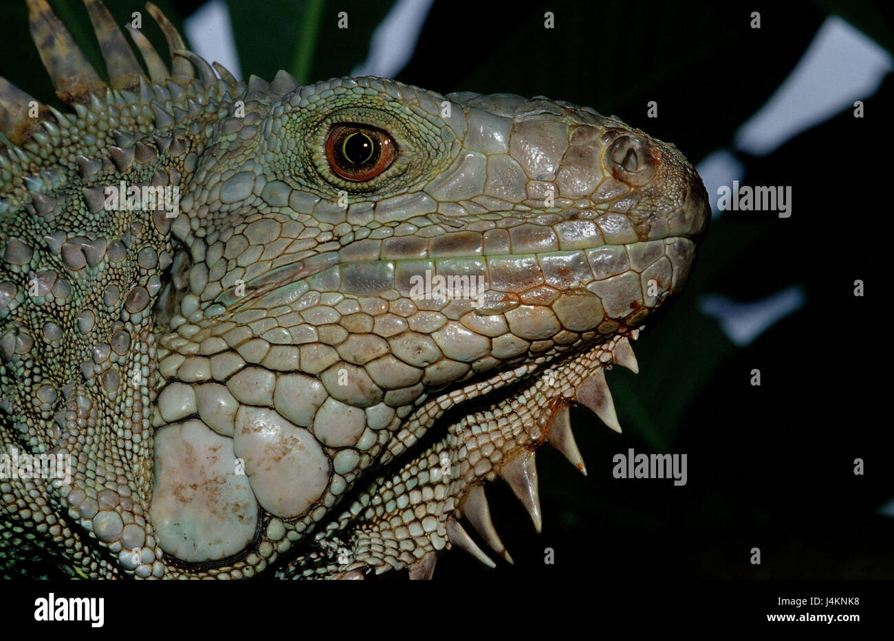 Green Leguan, Iguana iguana Stock Photo