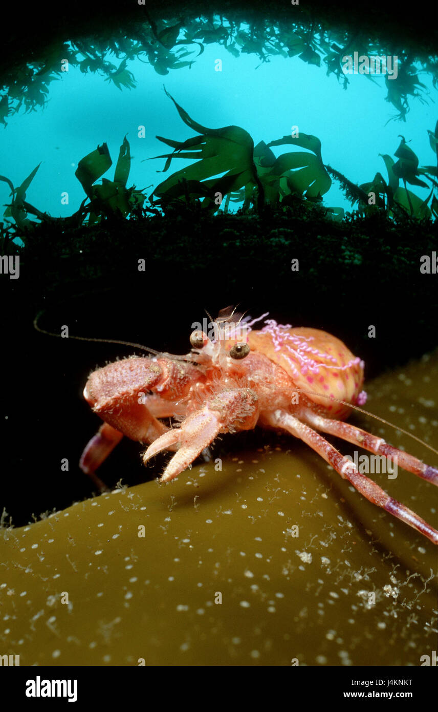 Anemone hermit crab, Pagurus prideaux Stock Photo Alamy
