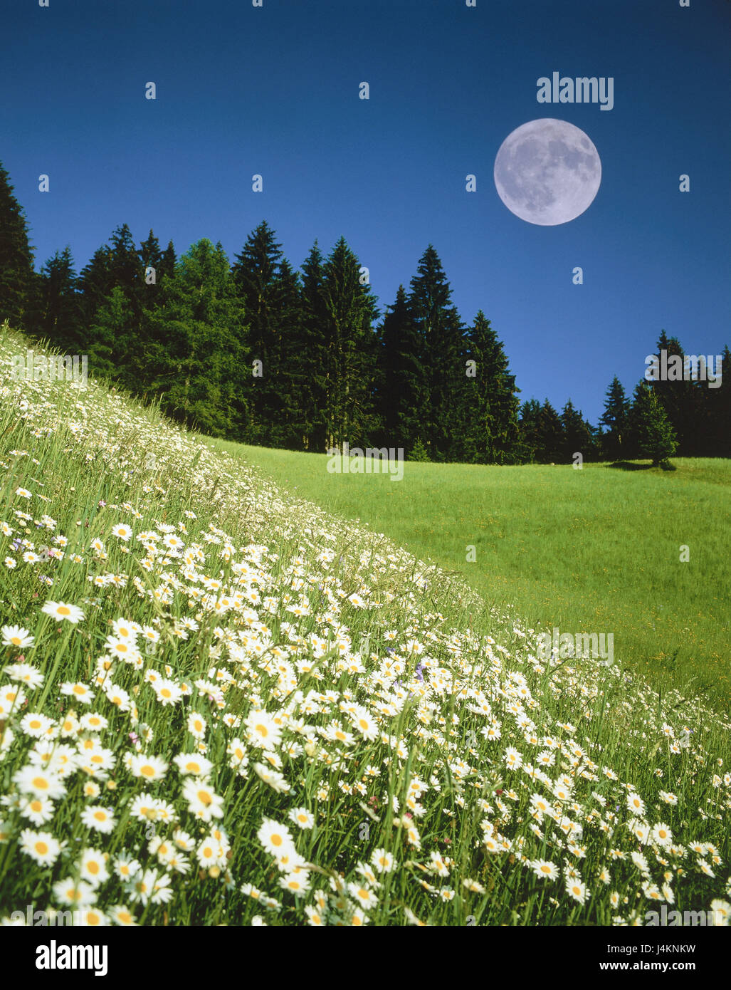 Wood, meadow, inclination, margin rites, heavens, full moon trees, conifers, edge of the forest, hill, mountainside, flower meadow, summer meadow, margin rite meadow, flowers, white, summer, summer flowers, mountain pasture, nature, natural light, tag, time of day, moon, planet, unusually, phase of the moon, season, sunshine, blue, cloudless, [M] Stock Photo