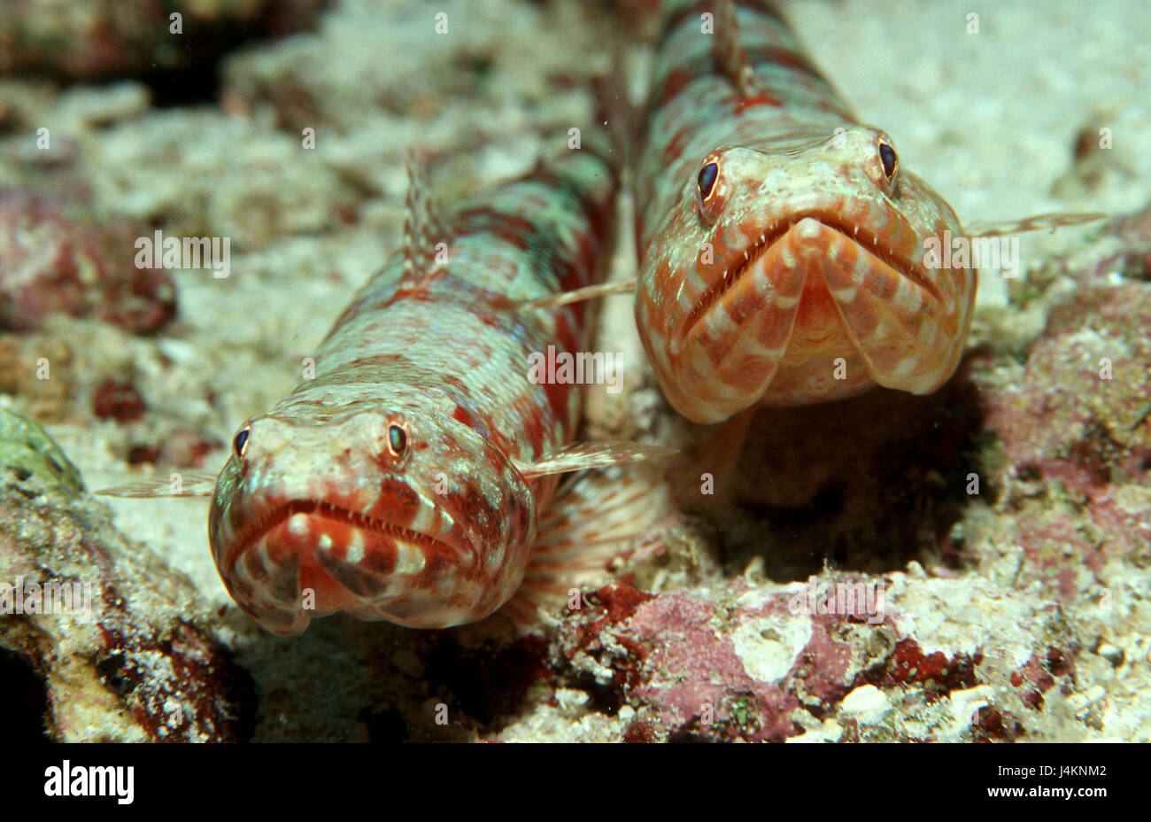 Lizard fish, Synodus variegatus, in pairs Stock Photo Alamy