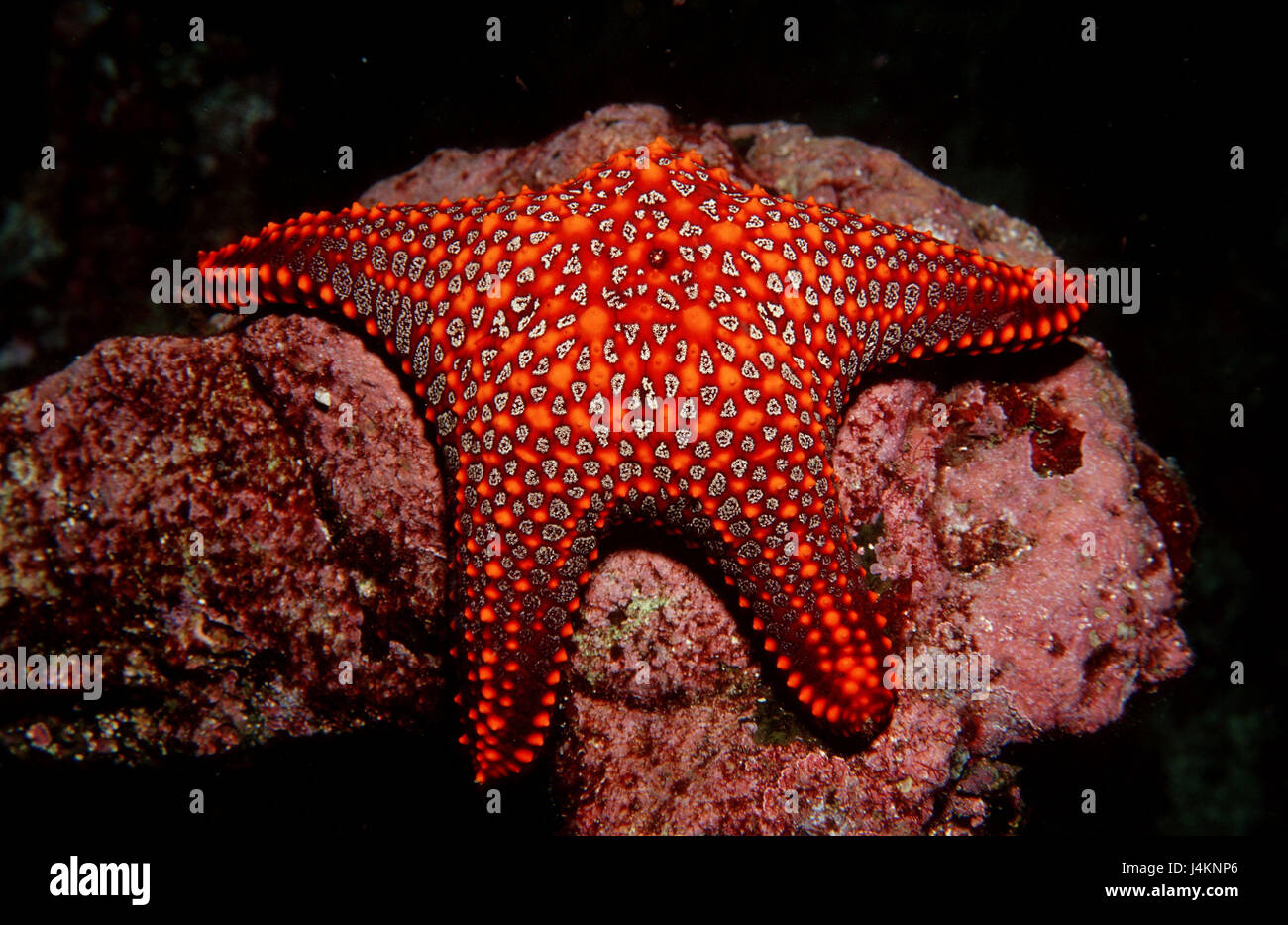 Starfish, Pentaceraster cummungi Stock Photo