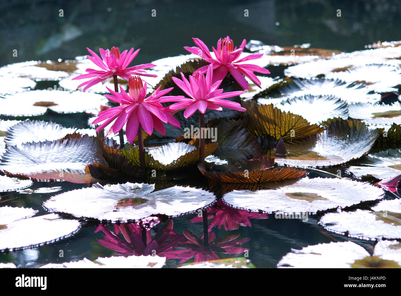 Group of four lotus flowers with pink leaves blooming and growing out of  the water in a pond Stock Photo - Alamy