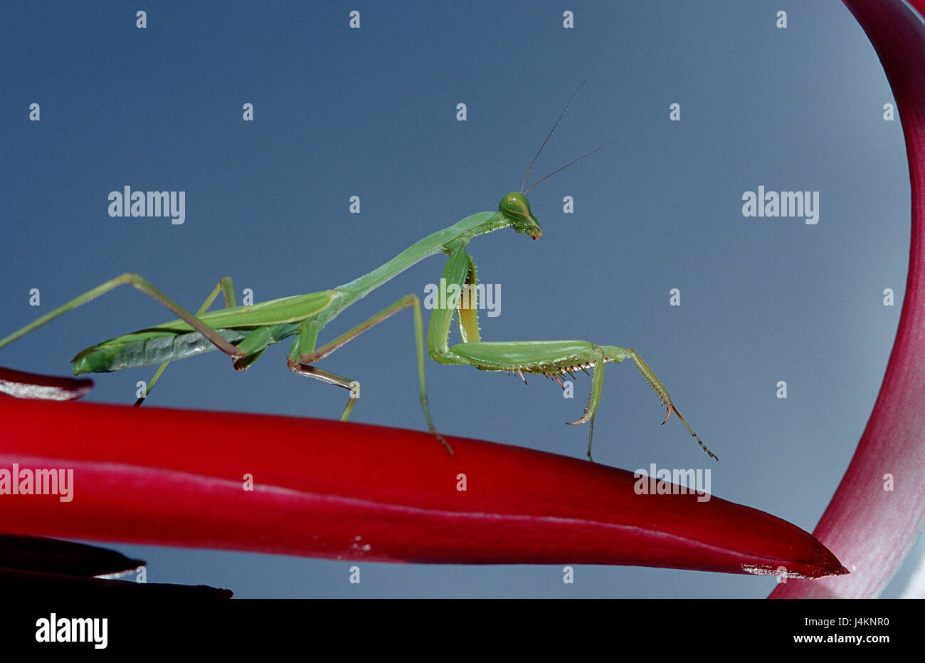 Praying mantis, Mantis religiosa Stock Photo Alamy