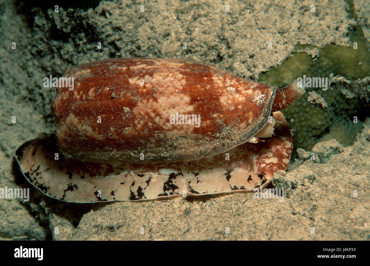 Maps-cone escargot, Conus geographus Stock Photo