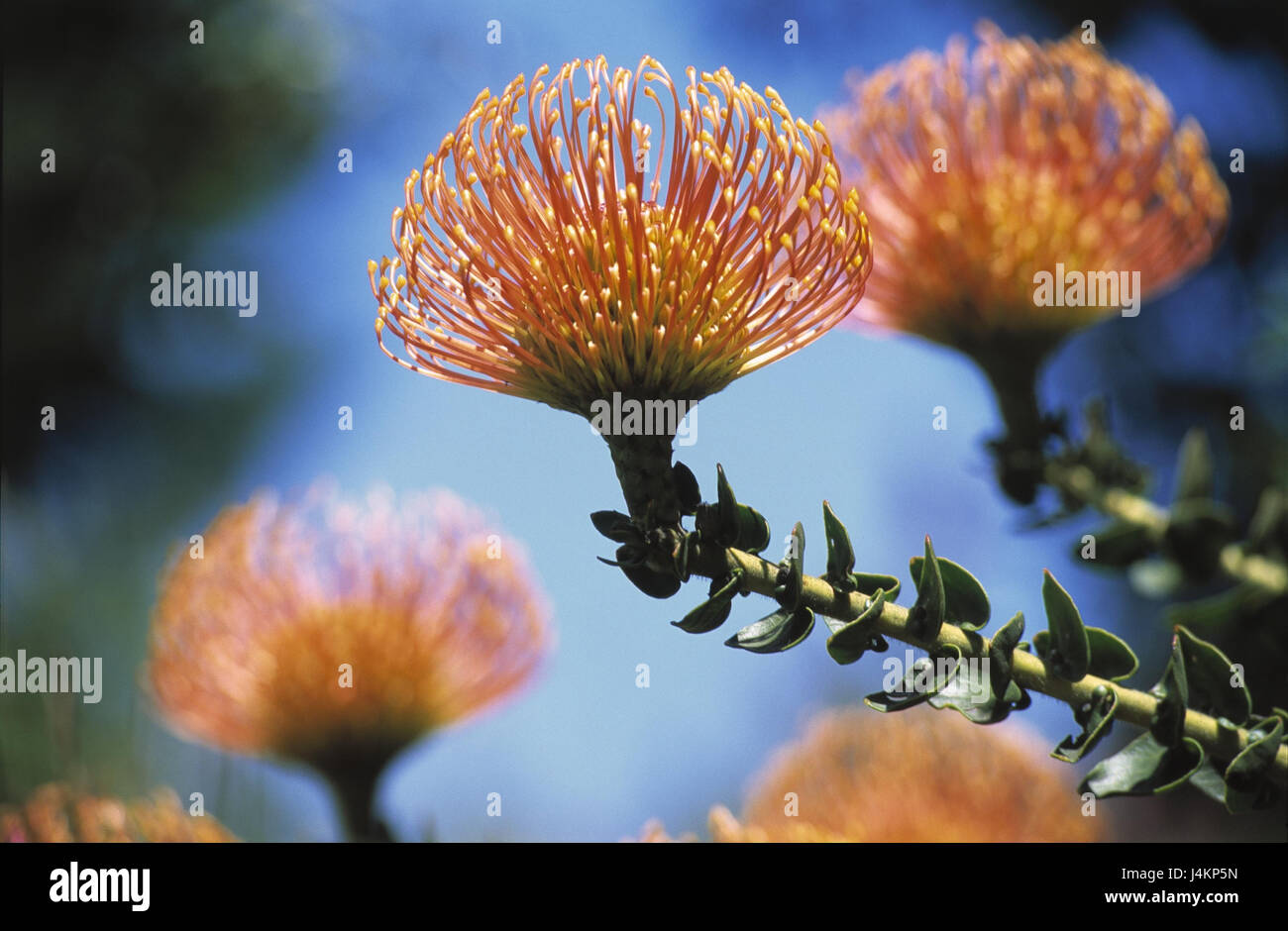 South Africa, west cape, Kirstenbosch Botanical guards, Fynbos