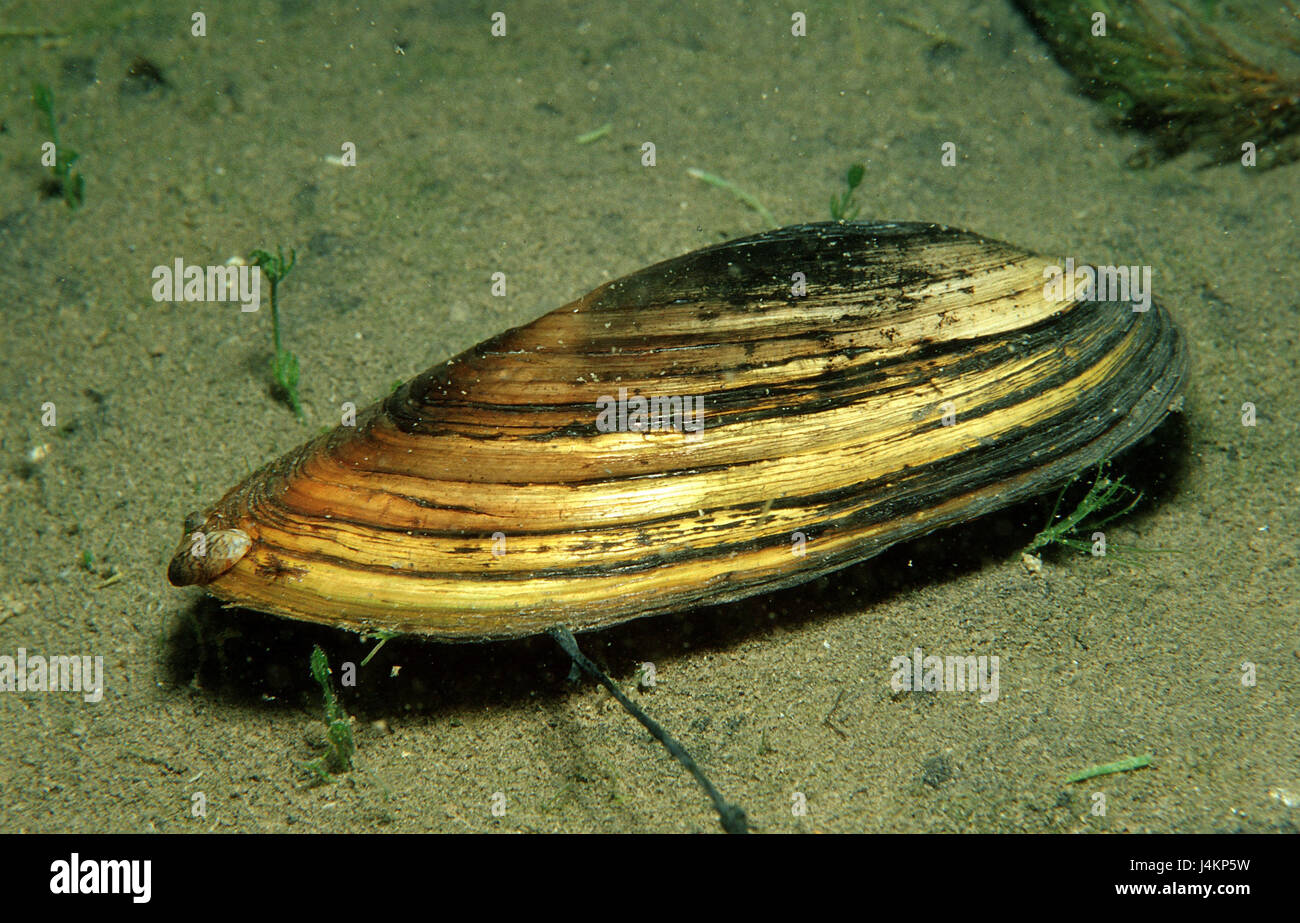 Pond mussel, Anodonta cygnaea, freshwater mussel Stock Photo