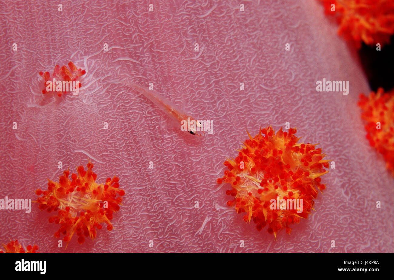 Mosambik-Zwerggrundel, Pleurosicya mossambica, soft coral, close up Stock Photo