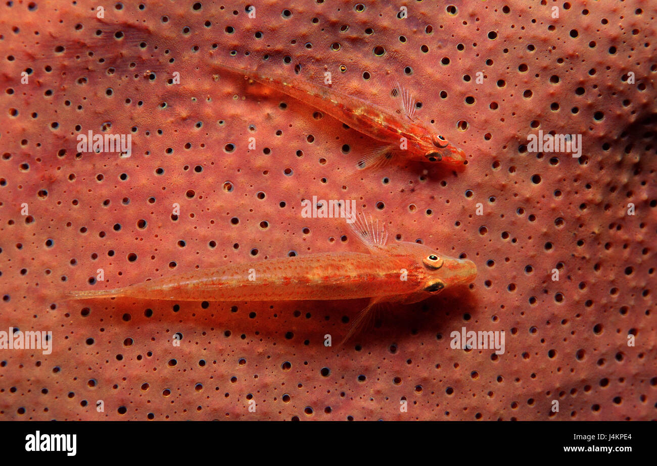 Mosambik-Zwerggrundeln, Pleurosicya mossambica, fungus, red, close up, in pairs, Stock Photo