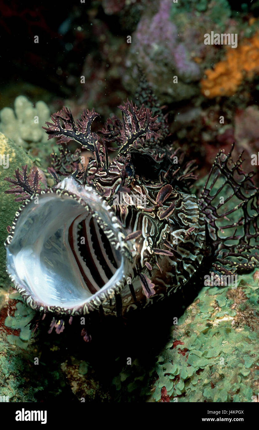 Scorpion Fish Rhin Alga scorpion fish, Rhinopias aphanes Stock Photo - Alamy