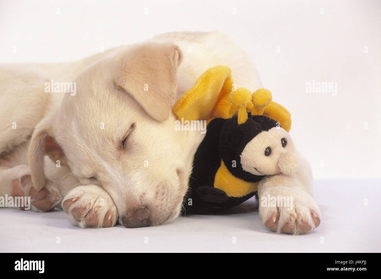 Dog puppy, soft toy, do not sleep freely for calendar mk/Rb dog, young animal, puppy, brightly, beige, animal, pet, young, small, sweetly, peacefully, lie, toys, sleep, tiredly, exhaust, studio Stock Photo - Dog puppy, soft toy, do not sleep freely for calendar mk/Rb dog, young animal, puppy, brightly, beige, animal, pet, young, small, sweetly, peacefully, lie, toys, sleep, tiredly, exhaust, studio Stock Photo -