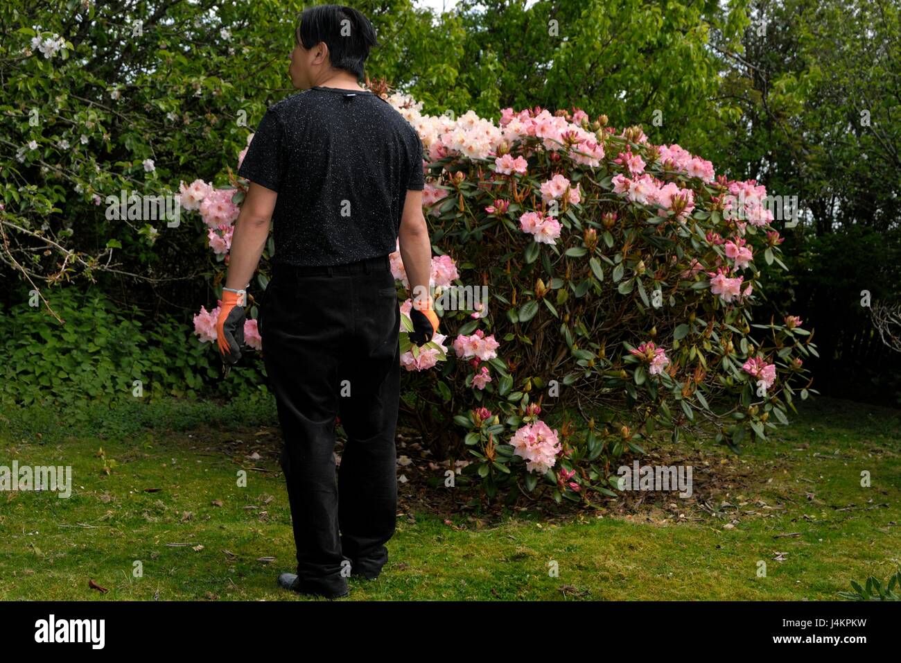 Pruning flowers Stock Photo