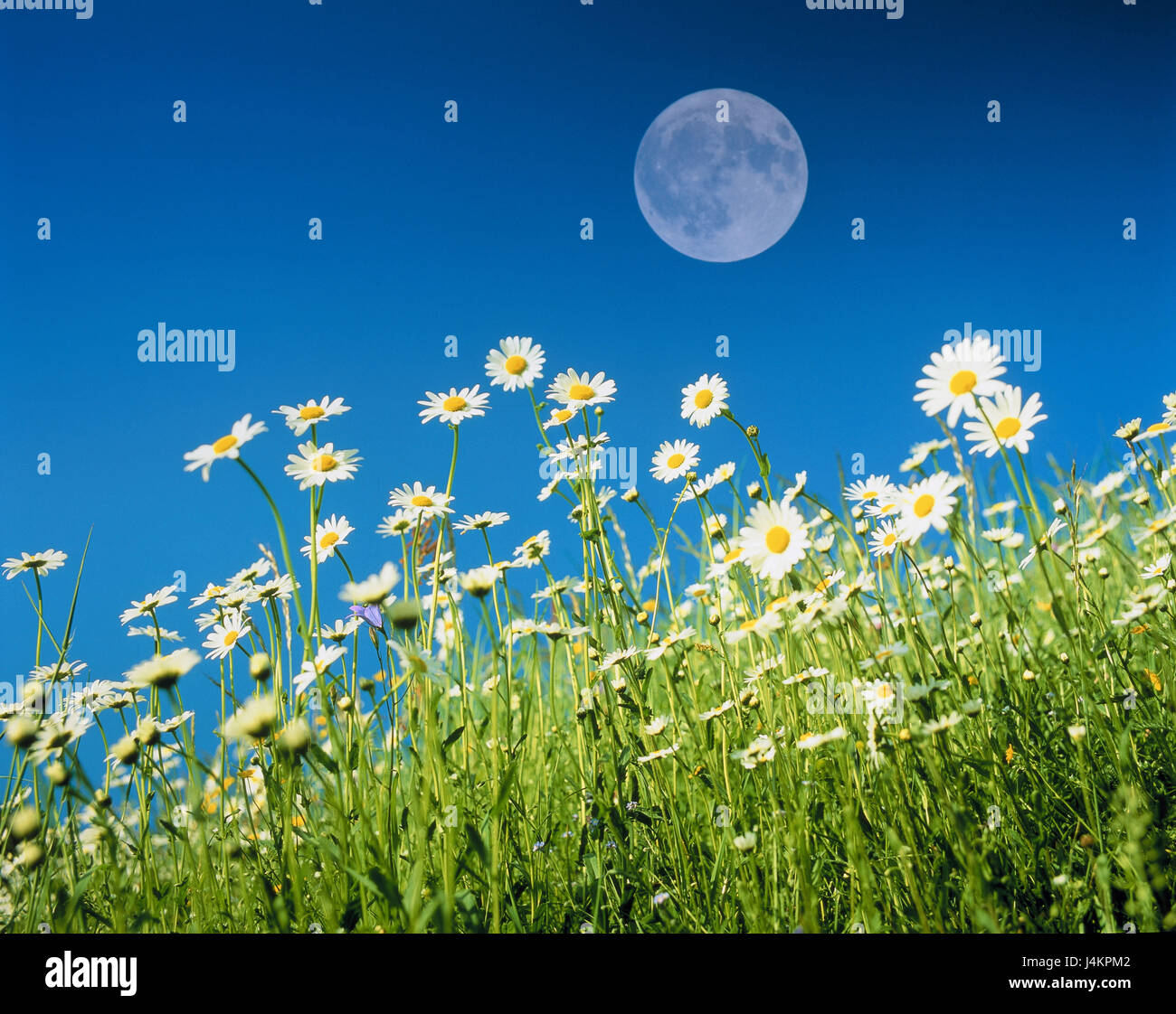 Meadow, margin rites, heavens, full moon flower meadow, summer meadow, margin rite meadow, flowers, white, summer, summer flowers, mountain pasture, nature, natural light, tag, time of day, moon, planet, unusually, phase of the moon, season, sunshine, blue, cloudless, [M] Stock Photo