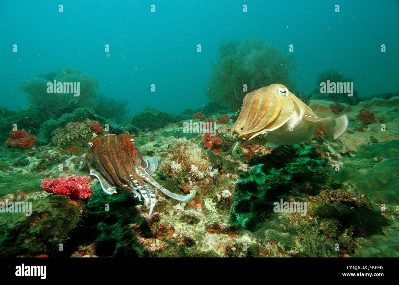 Pharaoh's cuttlefishs, cuttlefish pharaonis Stock Photo