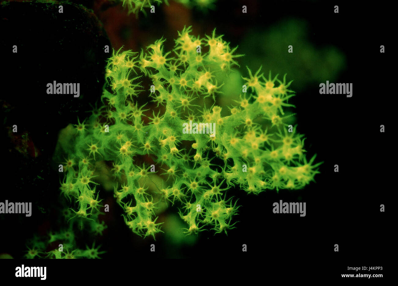 Fluorescent stone coral, Madreporaria Stock Photo