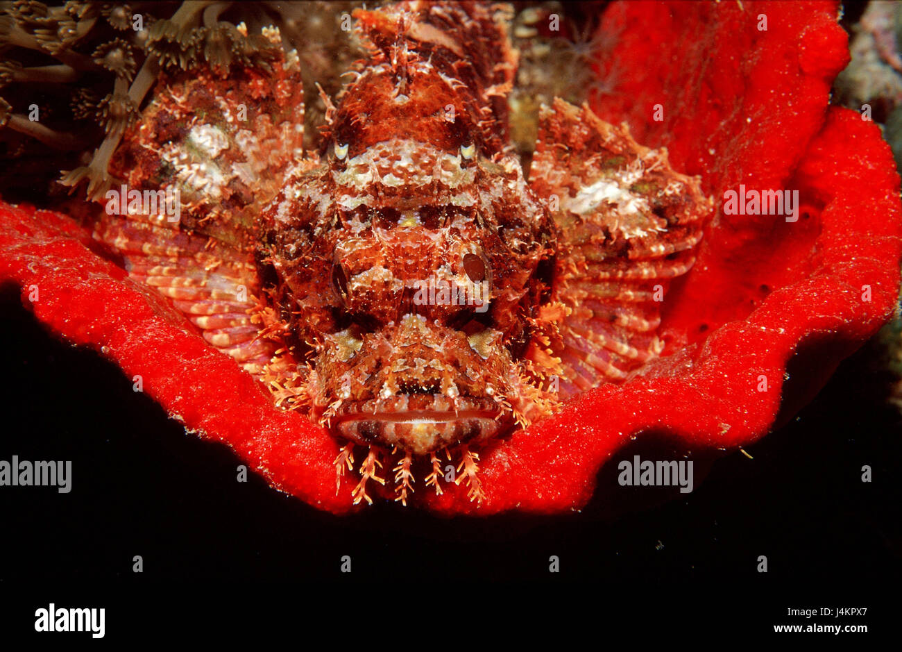 Bearded scorpion fish, Scorpaenopsis oxycephalus, fungus, red Stock Photo